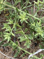 Baccharis linearifolia