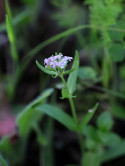 Valerianella vesicaria