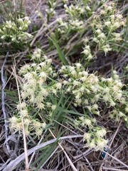 Baccharis linearifolia
