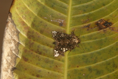 Argyrosticta