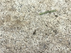 Brachymyrmex patagonicus