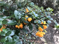 Berberis ilicifolia