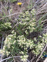 Baccharis linearifolia