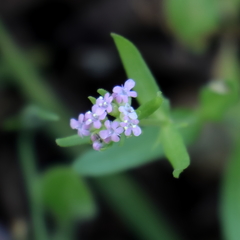 Valerianella vesicaria