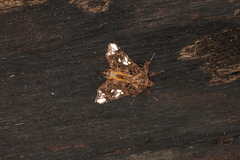 Argyrosticta