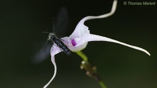 Porroglossum sergii