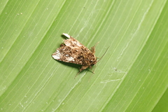 Argyrosticta