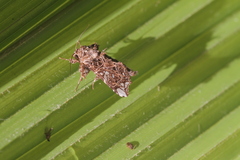 Argyrosticta