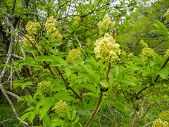 Sambucus sieboldiana