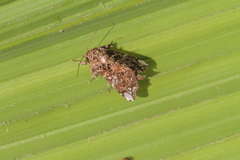 Argyrosticta