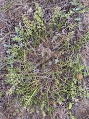 Baccharis linearifolia