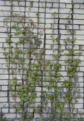 Toxicodendron orientale