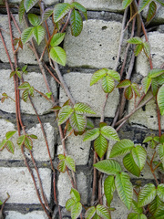 Toxicodendron orientale
