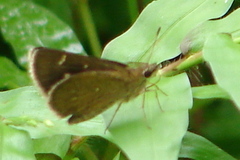 Arnetta vindhiana