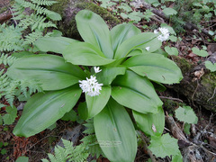 Clintonia udensis