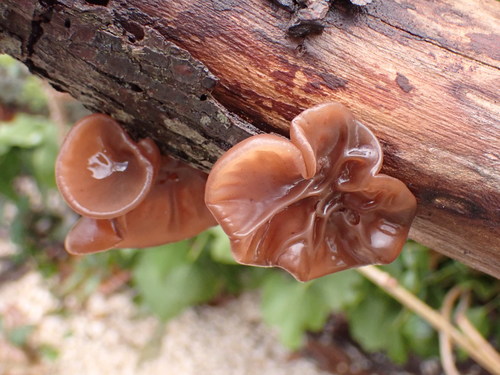 Uchovec bazový (Auricularia auricula-judae)