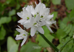 Clintonia udensis