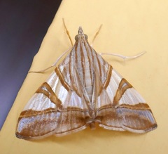 Agrioglypta