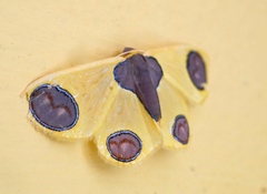Plutodes