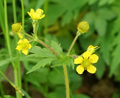 Geum aleppicum