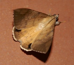 Oxyodes