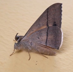 Oxyodes