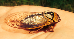 Megatibicen dealbatus