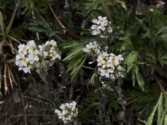 Draba gilliesii