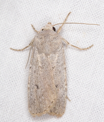 Agrotis vetusta