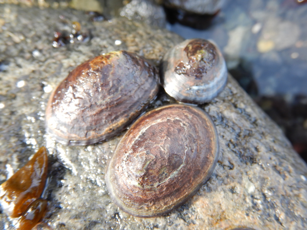 Antarctic limpet