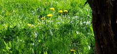 Taraxacum officinale