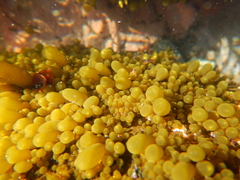 Adenocystis utricularis
