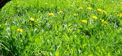 Taraxacum officinale
