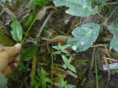 Erythrolamprus bizona