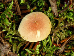 Chalciporus rubinellus