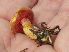 Chalciporus rubinellus