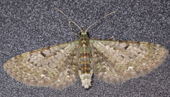Eupithecia tripunctaria