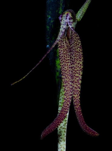 Restrepia chocoensis