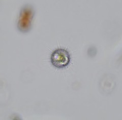 Mesodinium pulex