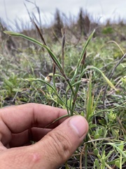 Sisyrinchium vaginatum