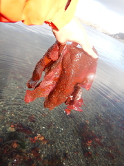 Sarcopeltis antarctica
