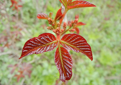 Toxicodendron orientale