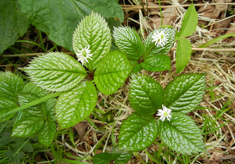 chloranthales-botanical-realm