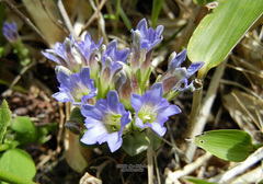 Gentiana zollingeri