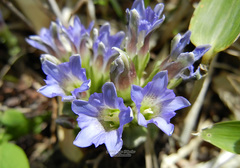 Gentiana zollingeri