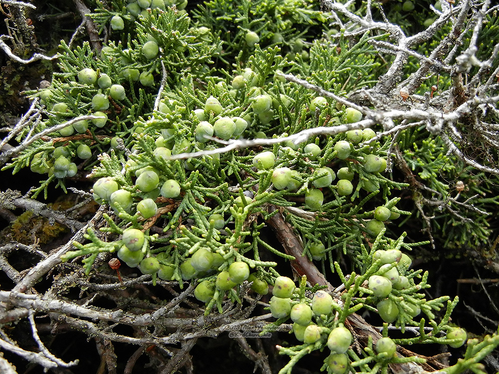 Bách xù (Juniperus chinensis)