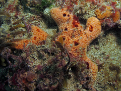 Ulosa digitata