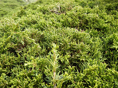 Juniperus chinensis sargentii