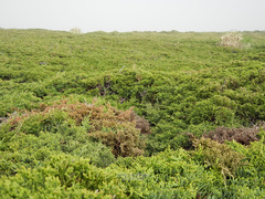 Juniperus chinensis sargentii