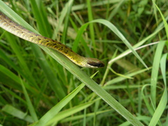 Dendrophidion bivittatus